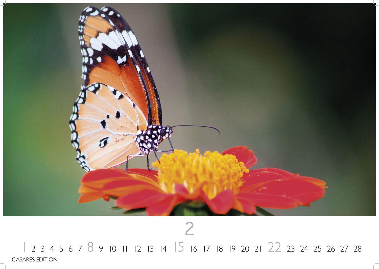 Beispielinhalt (Bild) Schmetterlinge Kalender 2026 - Wandkalender | Fotokalender Tierkalender 24x35cm - Mit wunderschönen, detailreichen Bildern von Schmetterlingen.