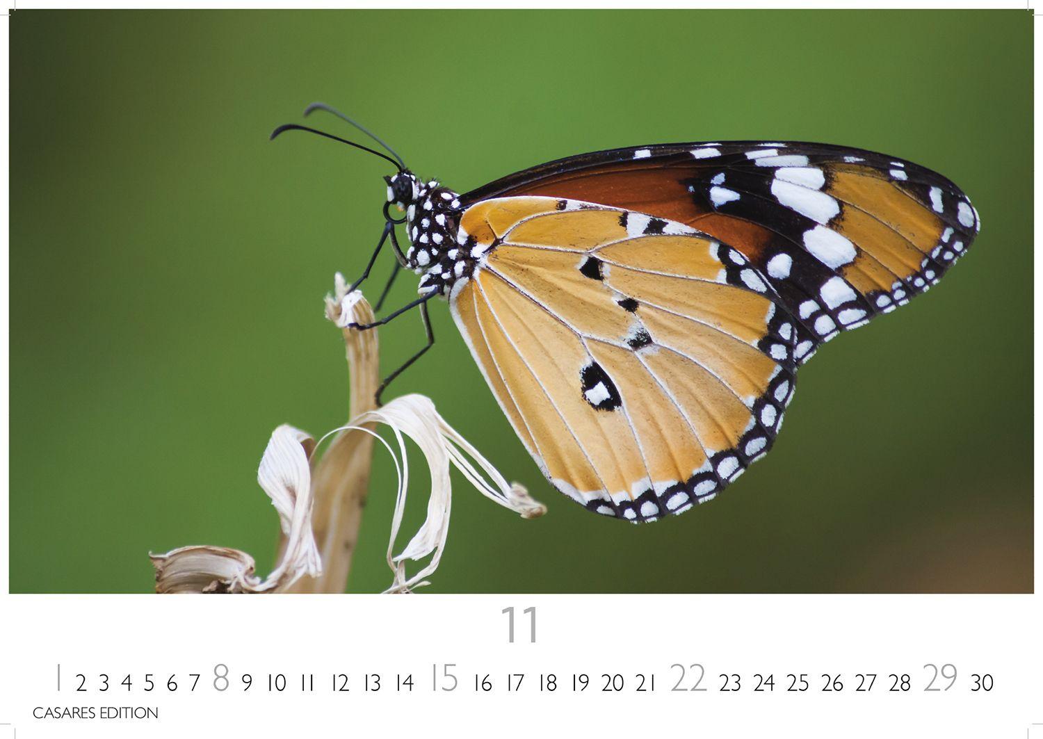 Beispielinhalt (Bild) Schmetterlinge Kalender 2026 - Wandkalender | Fotokalender Tierkalender 24x35cm - Mit wunderschönen, detailreichen Bildern von Schmetterlingen.