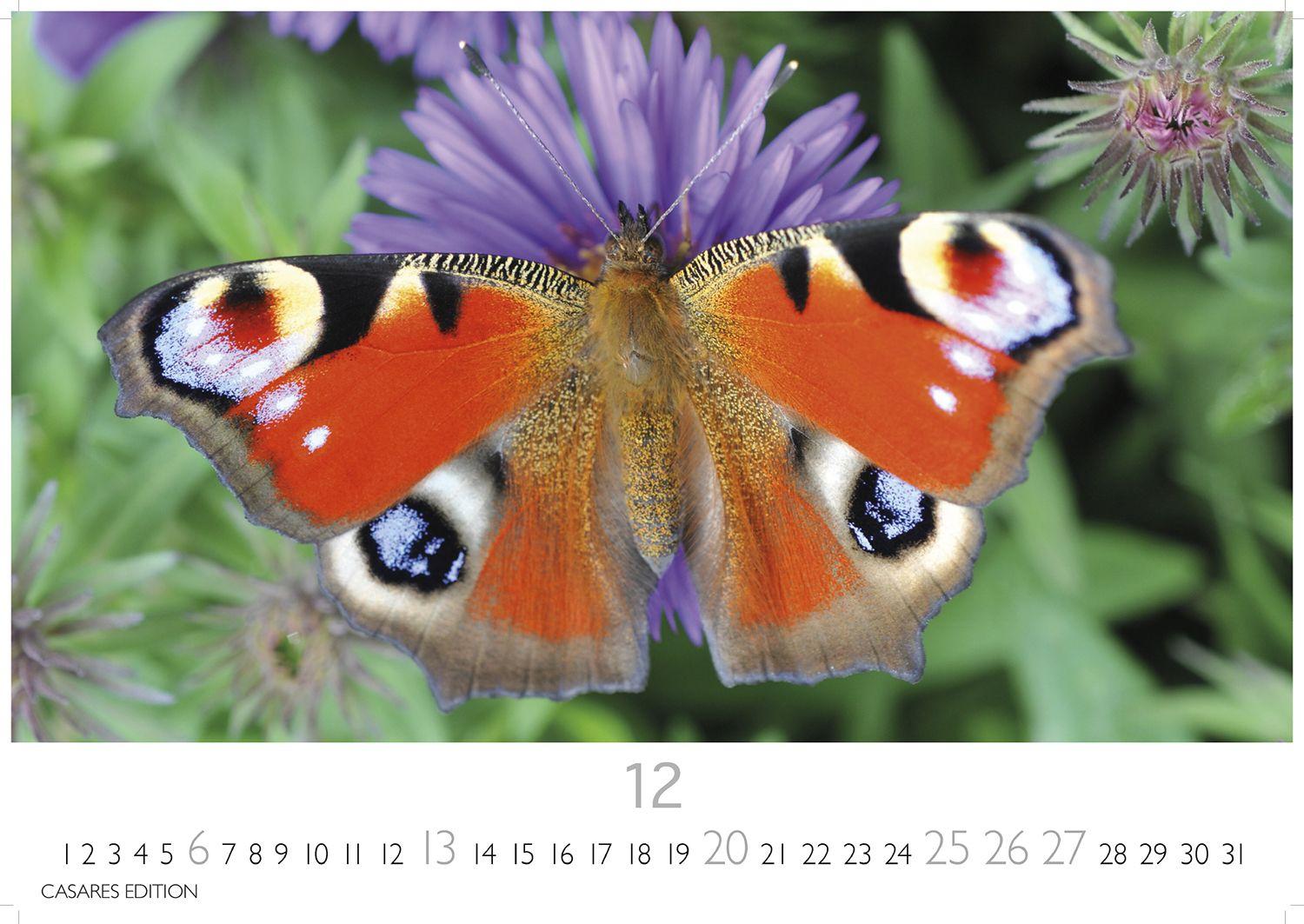 Beispielinhalt (Bild) Schmetterlinge Kalender 2026 - Wandkalender | Fotokalender Tierkalender 24x35cm - Mit wunderschönen, detailreichen Bildern von Schmetterlingen.