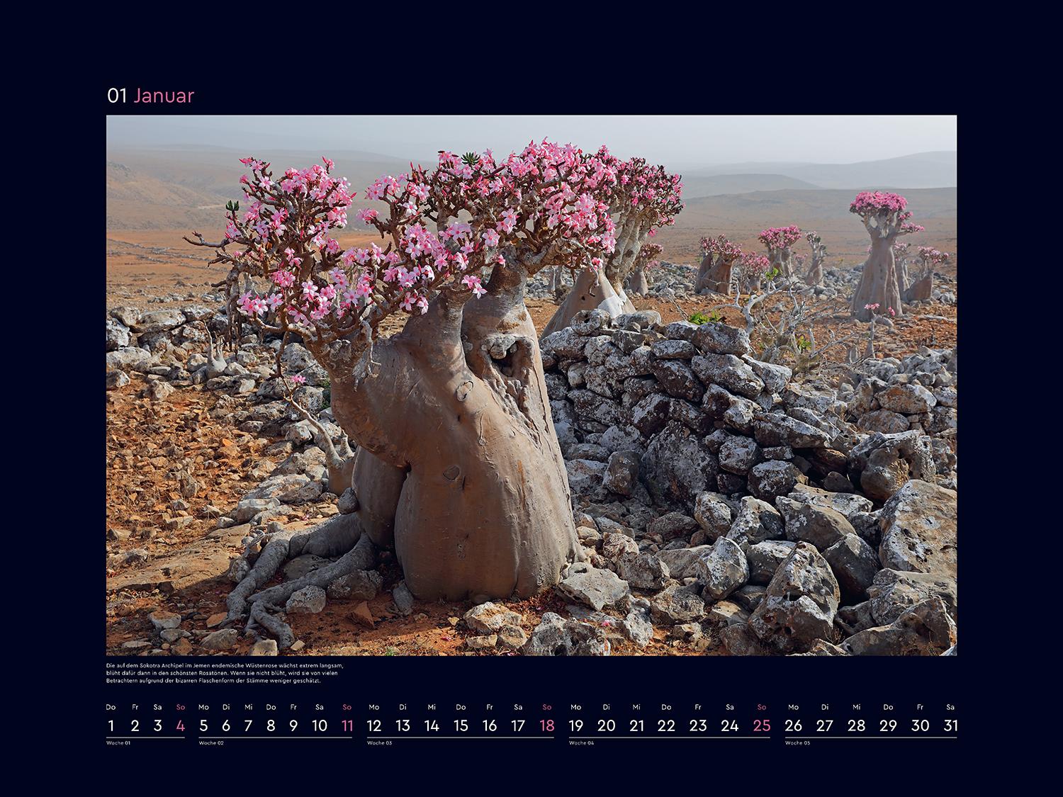 Beispielinhalt (Bild) Aufgeblüht - KUNTH Wandkalender 2026