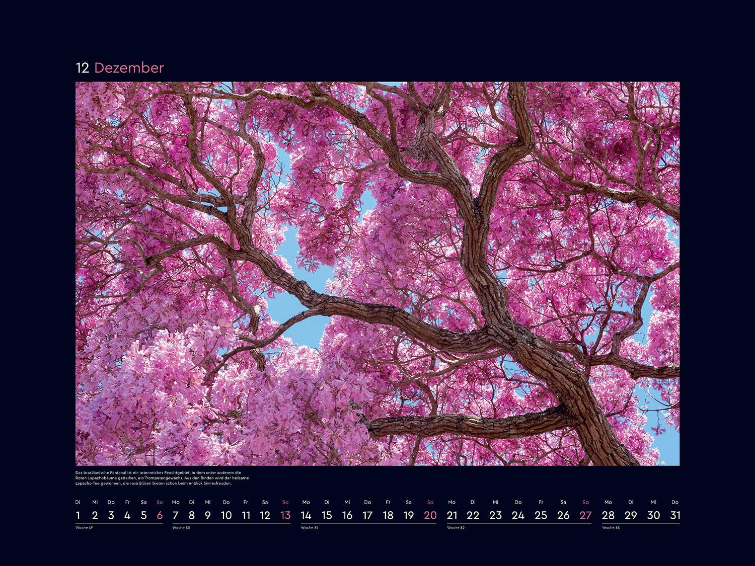 Beispielinhalt (Bild) Aufgeblüht - KUNTH Wandkalender 2026