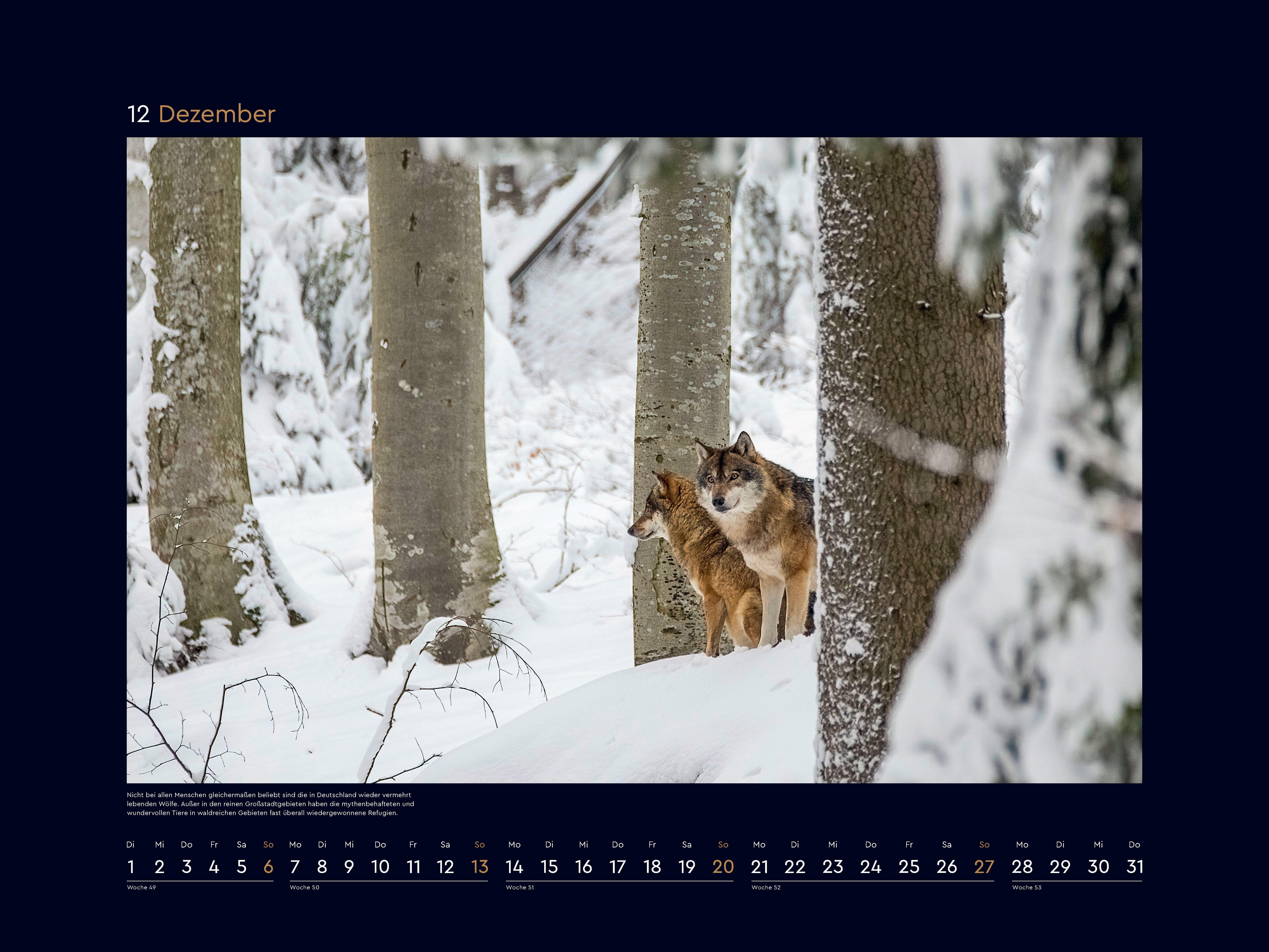 Beispielinhalt (Bild) Wildnis Deutschland - KUNTH Wandkalender 2026