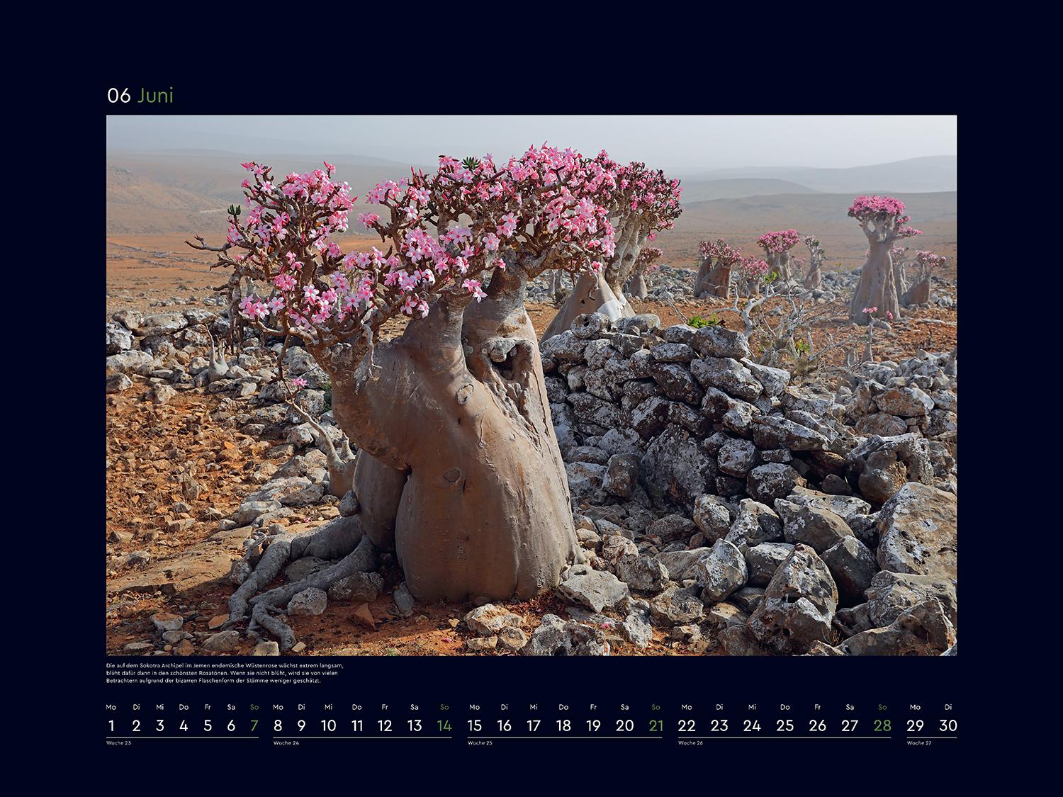 Beispielinhalt (Bild) Alte Bäume, Sinnbilder des Lebens - KUNTH Wandkalender 2026