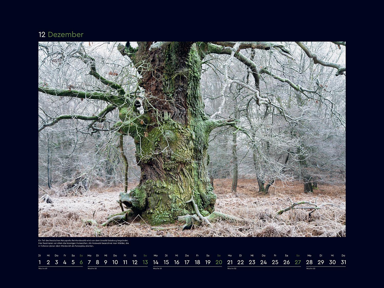 Beispielinhalt (Bild) Alte Bäume, Sinnbilder des Lebens - KUNTH Wandkalender 2026