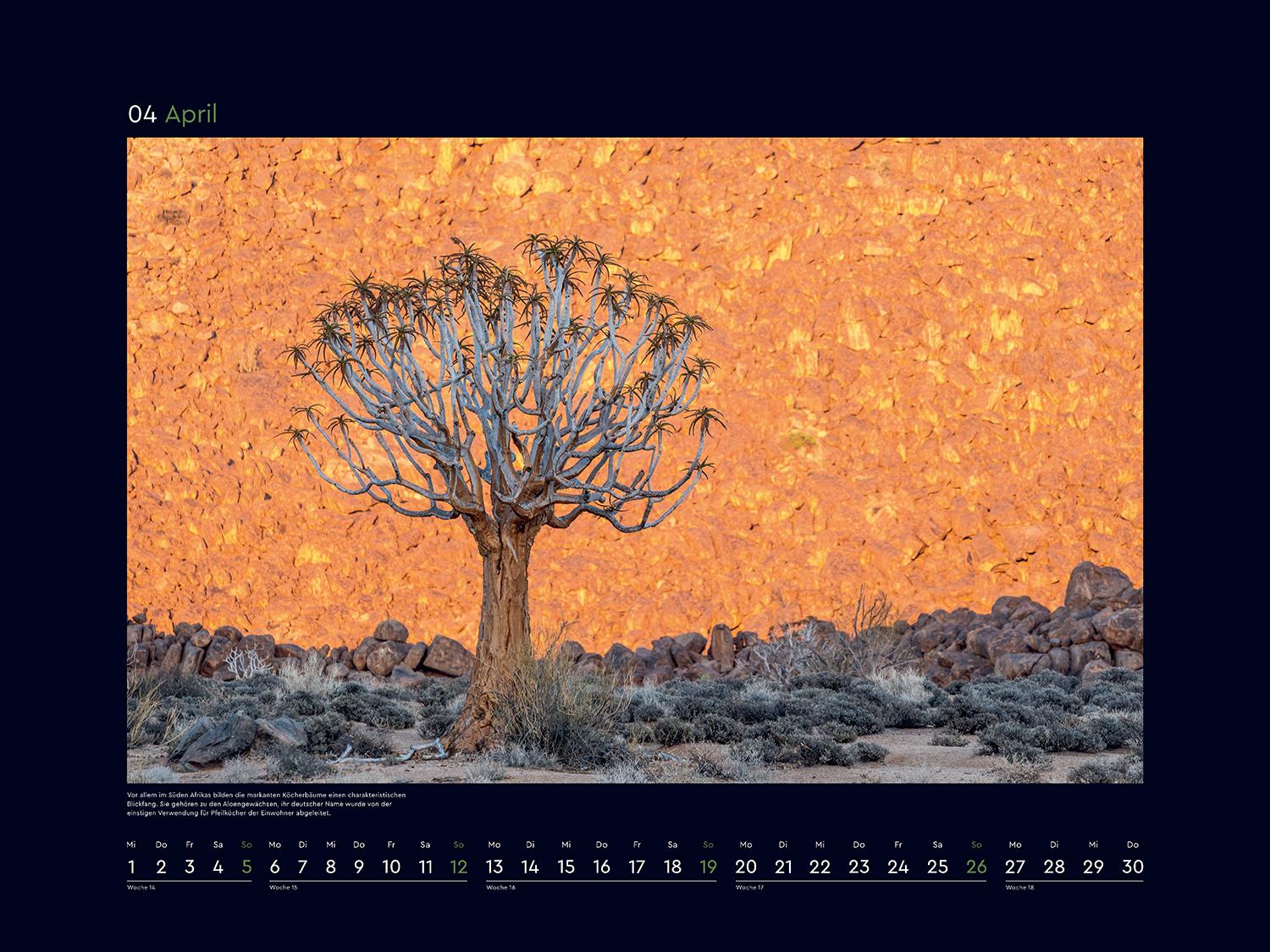 Beispielinhalt (Bild) Alte Bäume, Sinnbilder des Lebens - KUNTH Wandkalender 2026