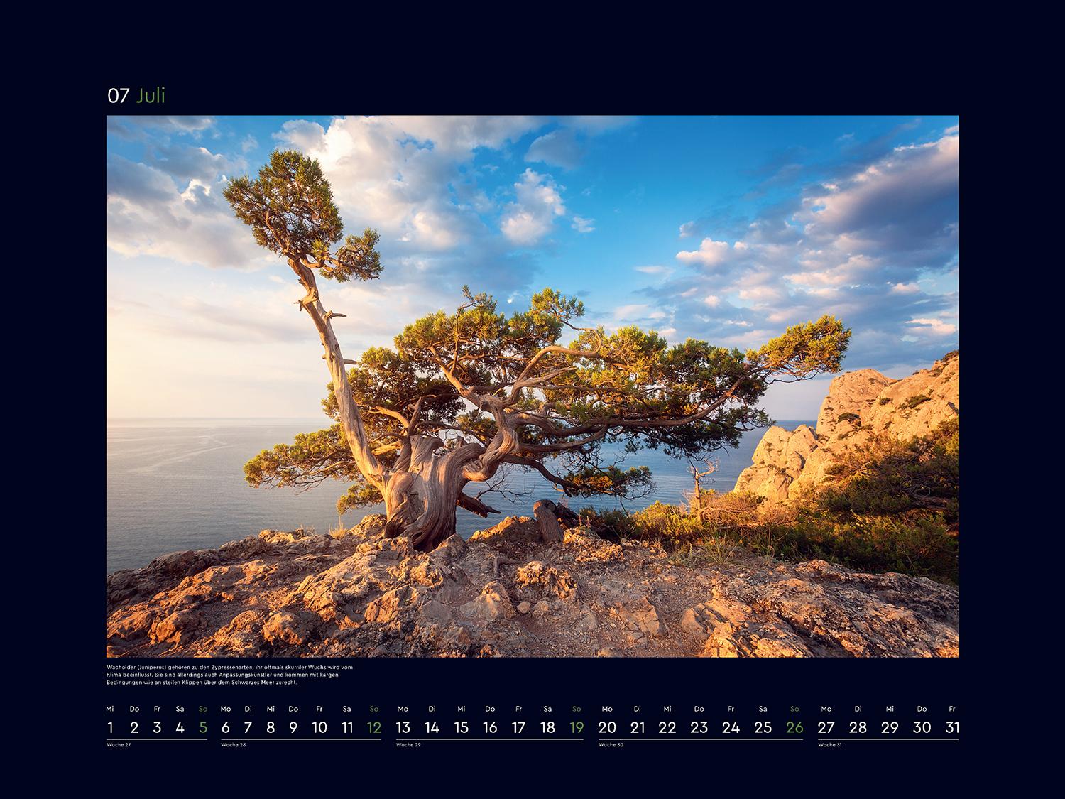 Beispielinhalt (Bild) Alte Bäume, Sinnbilder des Lebens - KUNTH Wandkalender 2026