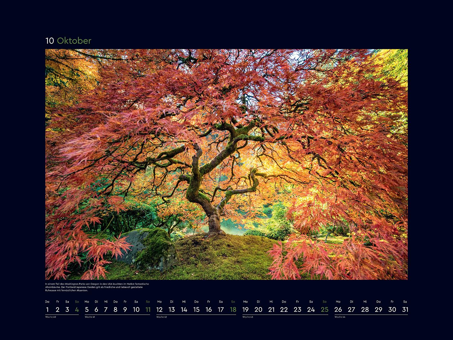 Beispielinhalt (Bild) Alte Bäume, Sinnbilder des Lebens - KUNTH Wandkalender 2026