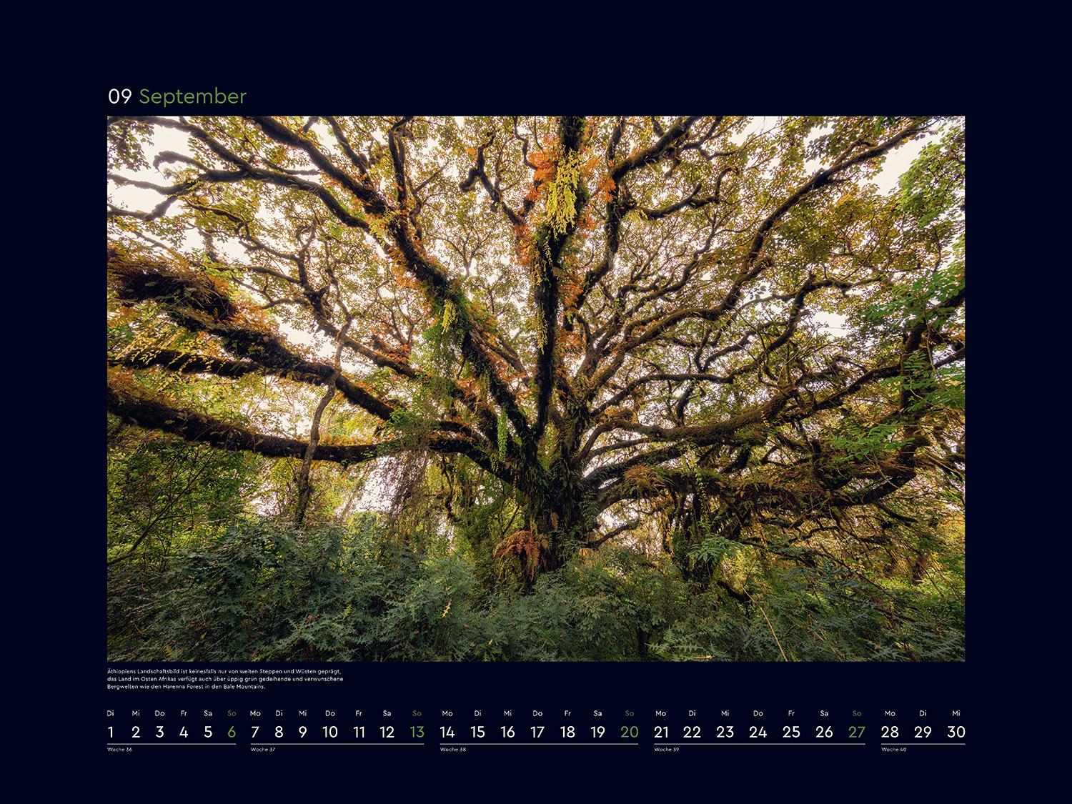 Beispielinhalt (Bild) Alte Bäume, Sinnbilder des Lebens - KUNTH Wandkalender 2026