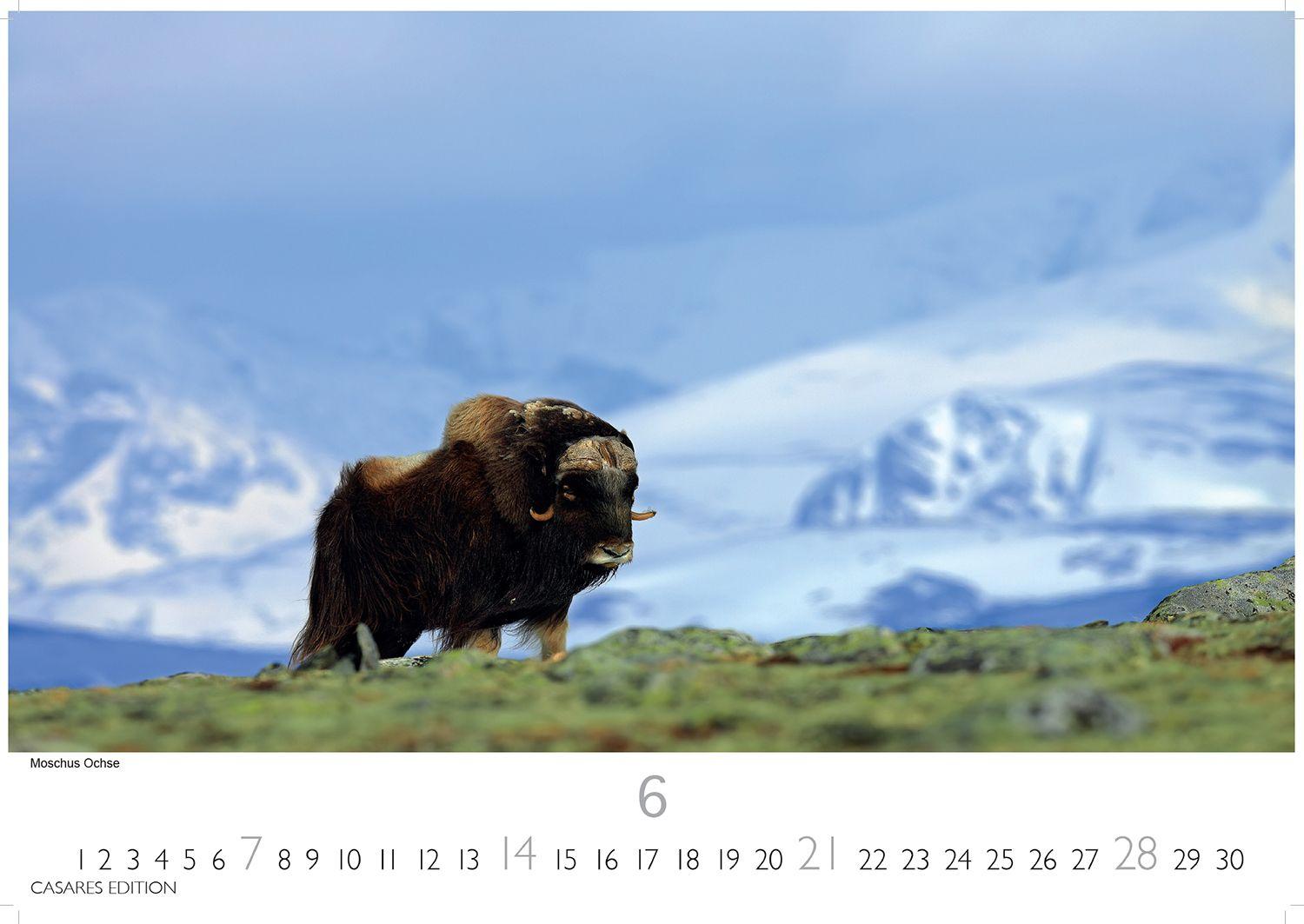 Beispielinhalt (Bild) Grönland Kalender 2026 - Wandkalender | Fotokalender Nordeuropa 24x35cm - . mit beeindruckenden Naturaufnahmen, Perfekt für Natur- und Reisebegeisterte