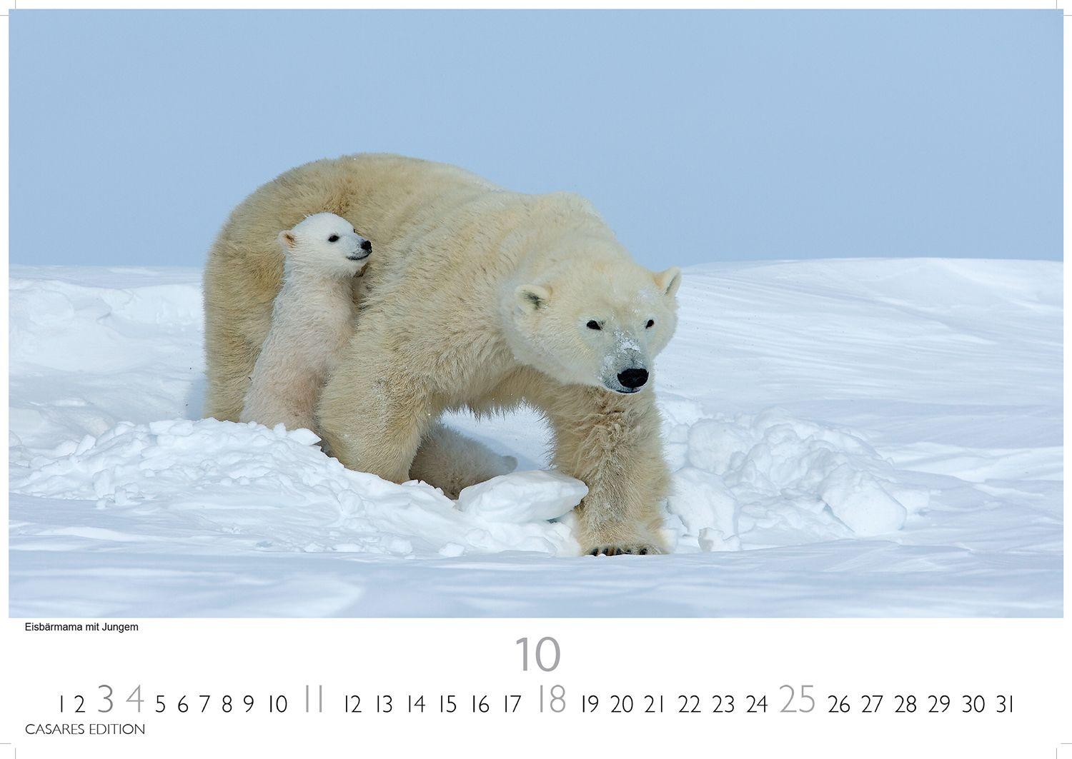 Beispielinhalt (Bild) Grönland Kalender 2026 - Wandkalender | Fotokalender Nordeuropa 24x35cm - . mit beeindruckenden Naturaufnahmen, Perfekt für Natur- und Reisebegeisterte