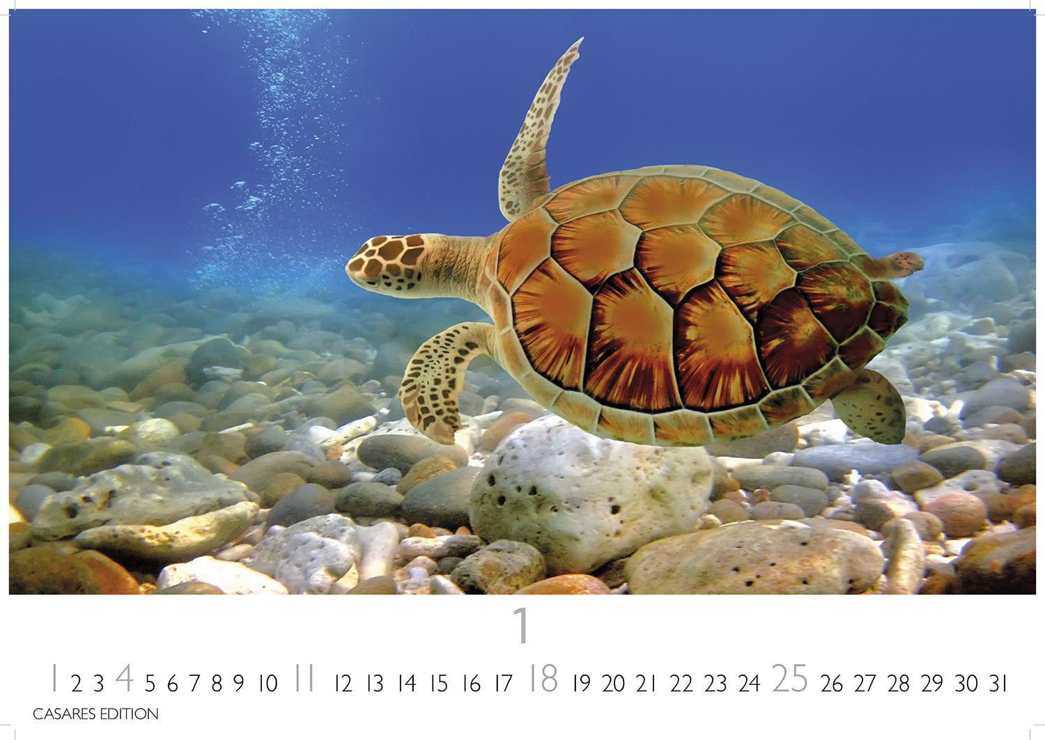Beispielinhalt (Bild) Unterwasserwelten Kalender 2026 - Wandkalender | Fotokalender Naturkalender 35x50cm Großformat - Atemberaubende Meereslandschaften & Korallenriffe.
