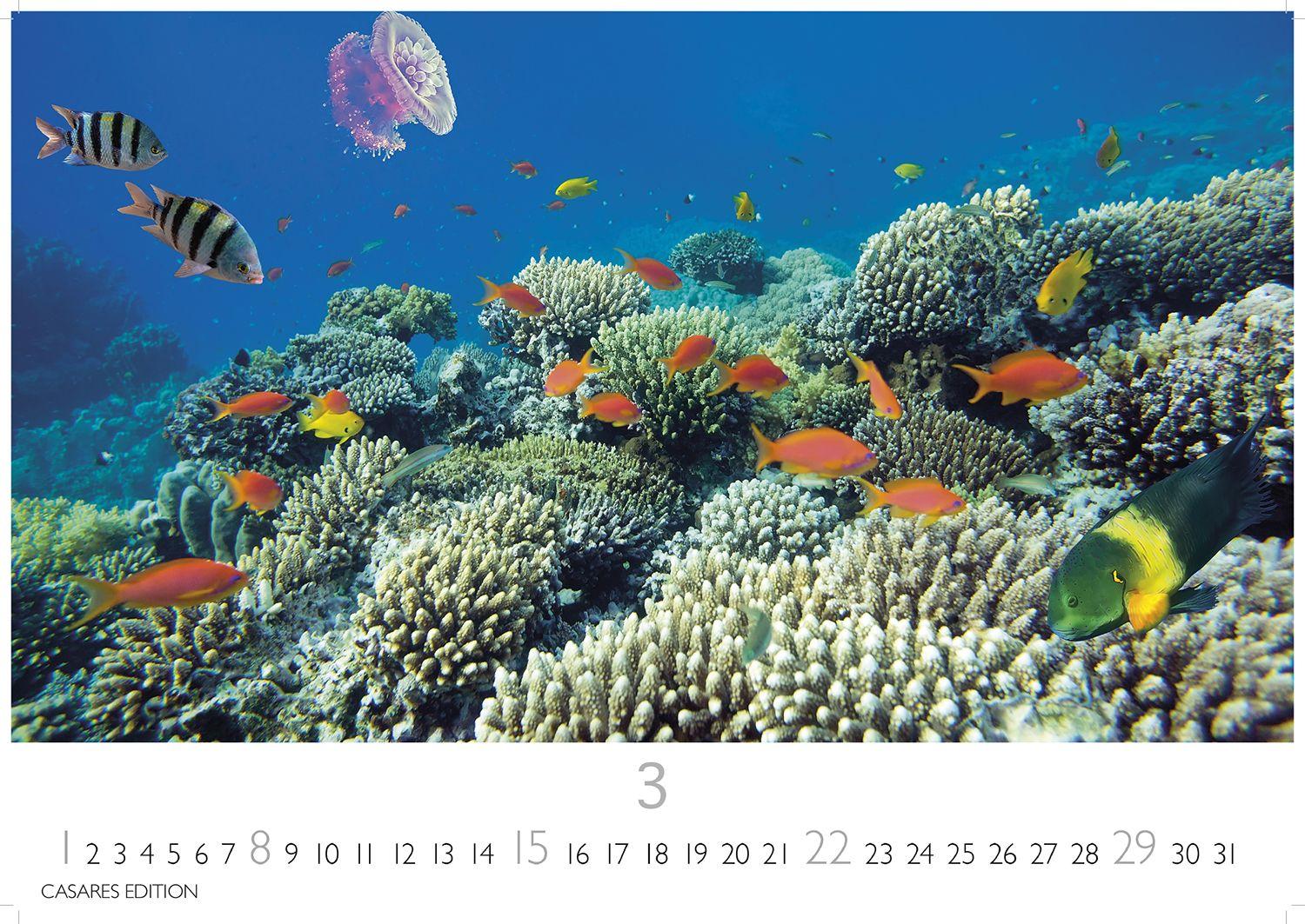 Beispielinhalt (Bild) Unterwasserwelten Kalender 2026 - Wandkalender | Fotokalender Naturkalender 35x50cm Großformat - Atemberaubende Meereslandschaften & Korallenriffe.