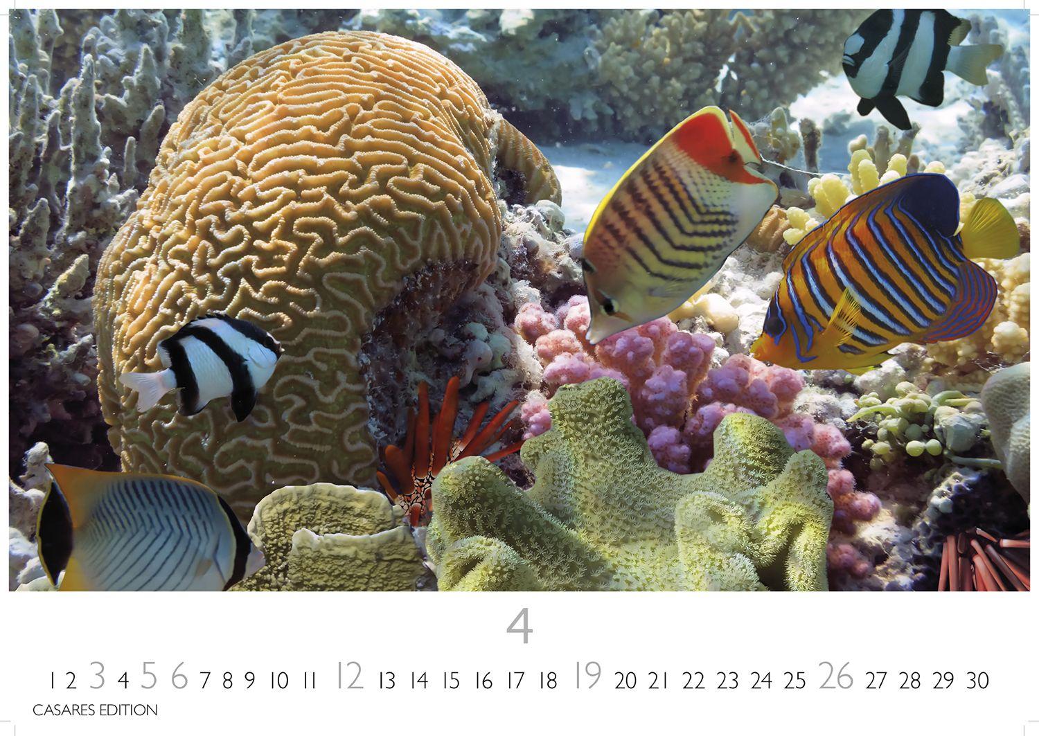 Beispielinhalt (Bild) Unterwasserwelten Kalender 2026 - Wandkalender | Fotokalender Naturkalender 35x50cm Großformat - Atemberaubende Meereslandschaften & Korallenriffe.