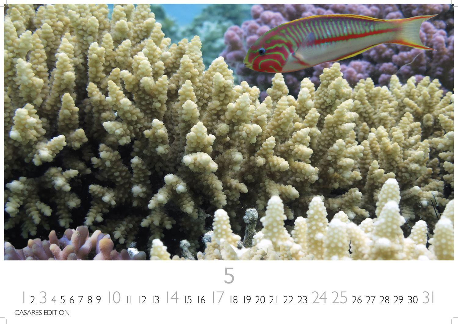 Beispielinhalt (Bild) Unterwasserwelten Kalender 2026 - Wandkalender | Fotokalender Naturkalender 35x50cm Großformat - Atemberaubende Meereslandschaften & Korallenriffe.