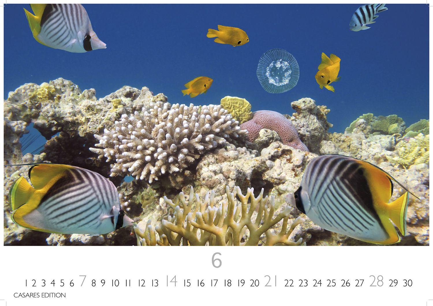 Beispielinhalt (Bild) Unterwasserwelten Kalender 2026 - Wandkalender | Fotokalender Naturkalender 35x50cm Großformat - Atemberaubende Meereslandschaften & Korallenriffe.