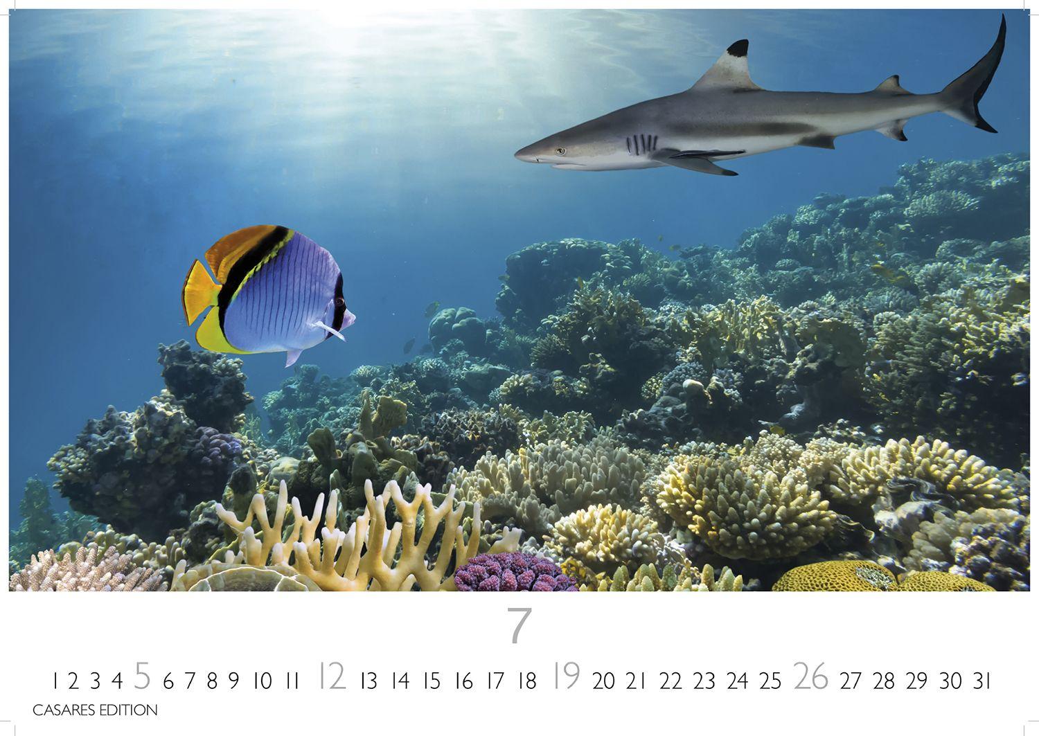 Beispielinhalt (Bild) Unterwasserwelten Kalender 2026 - Wandkalender | Fotokalender Naturkalender 35x50cm Großformat - Atemberaubende Meereslandschaften & Korallenriffe.