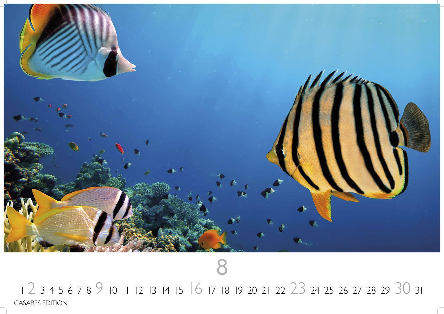 Beispielinhalt (Bild) Unterwasserwelten Kalender 2026 - Wandkalender | Fotokalender Naturkalender 35x50cm Großformat - Atemberaubende Meereslandschaften & Korallenriffe.