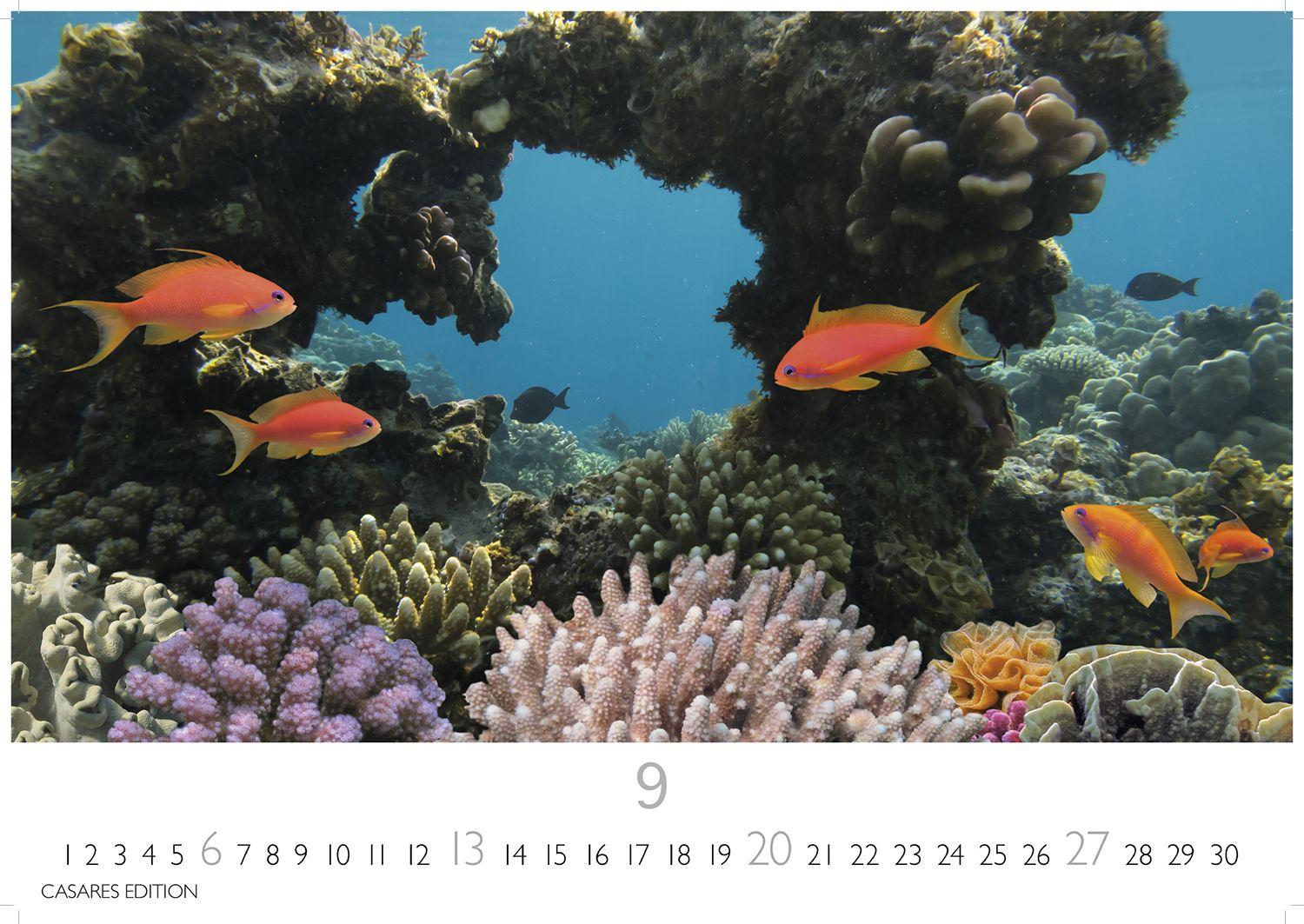 Beispielinhalt (Bild) Unterwasserwelten Kalender 2026 - Wandkalender | Fotokalender Naturkalender 35x50cm Großformat - Atemberaubende Meereslandschaften & Korallenriffe.