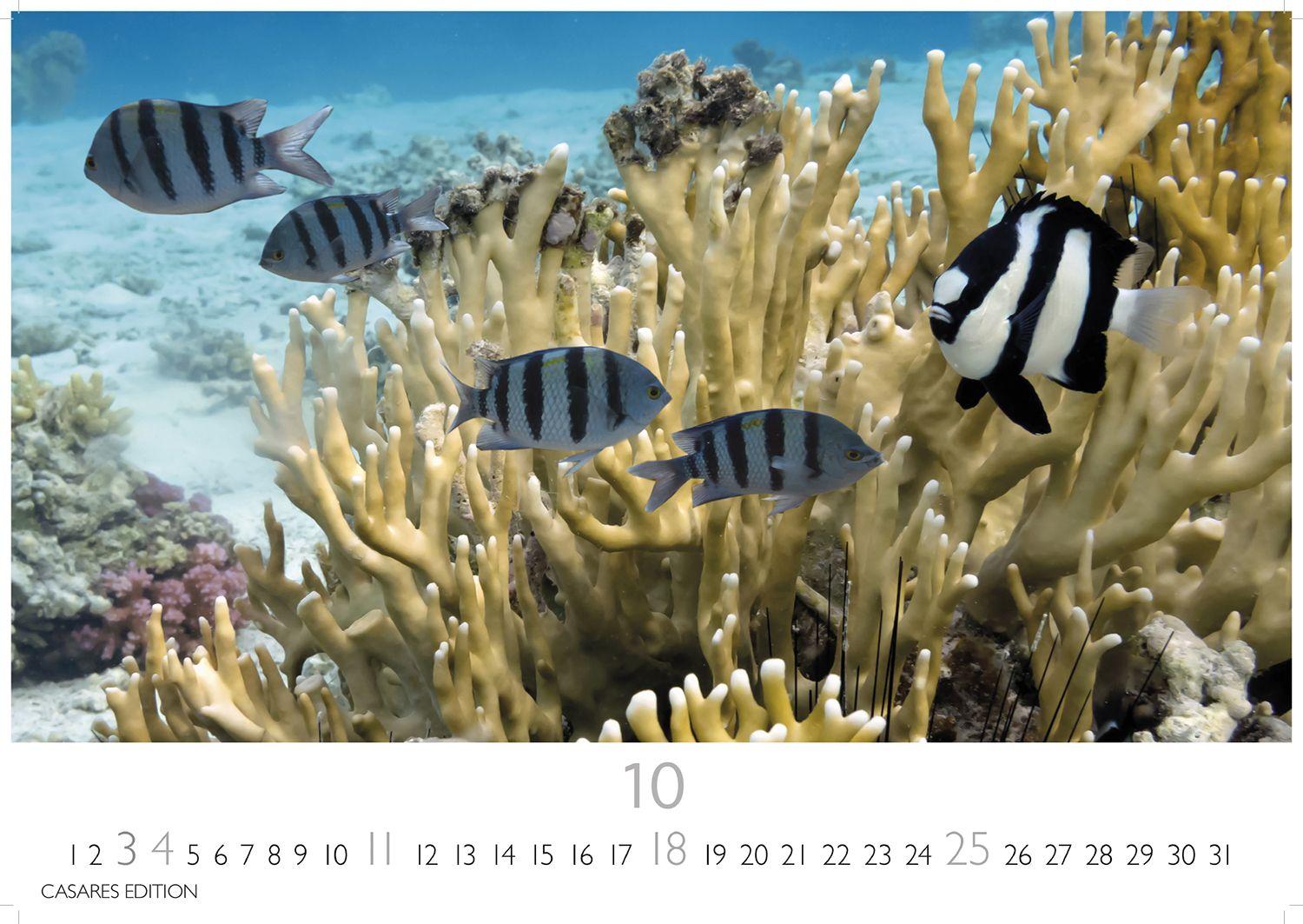 Beispielinhalt (Bild) Unterwasserwelten Kalender 2026 - Wandkalender | Fotokalender Naturkalender 35x50cm Großformat - Atemberaubende Meereslandschaften & Korallenriffe.