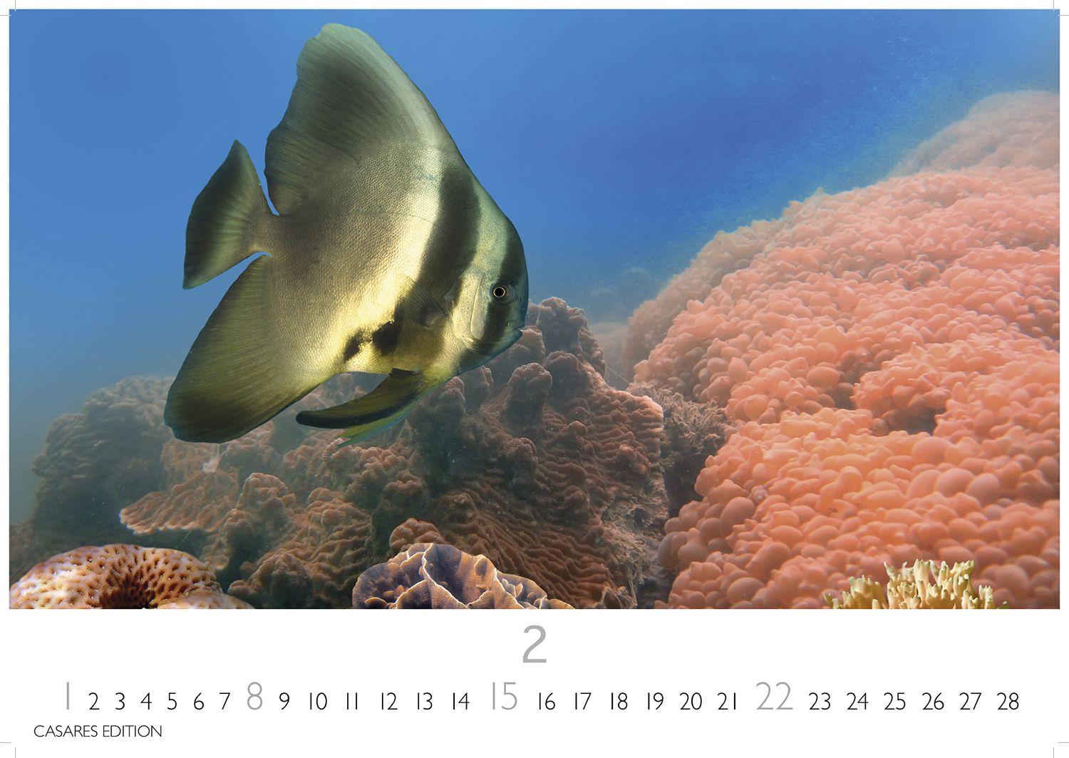 Beispielinhalt (Bild) Unterwasserwelten Kalender 2026 - Wandkalender | Fotokalender Naturkalender 35x50cm Großformat - Atemberaubende Meereslandschaften & Korallenriffe.