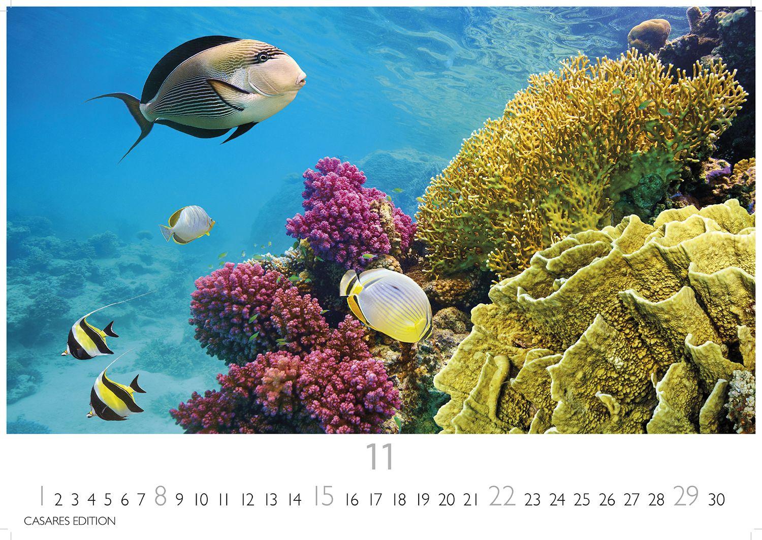 Beispielinhalt (Bild) Unterwasserwelten Kalender 2026 - Wandkalender | Fotokalender Naturkalender 35x50cm Großformat - Atemberaubende Meereslandschaften & Korallenriffe.