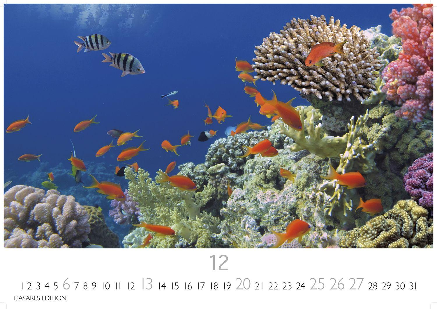 Beispielinhalt (Bild) Unterwasserwelten Kalender 2026 - Wandkalender | Fotokalender Naturkalender 35x50cm Großformat - Atemberaubende Meereslandschaften & Korallenriffe.