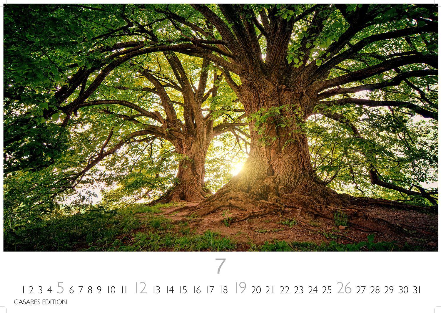 Beispielinhalt (Bild) Wald & Natur Kalender 2026 - Wandkalender | Fotokalender Naturkalender 24x 35cm - Natürliche Schönheit & Ruhe für jeden Monat .