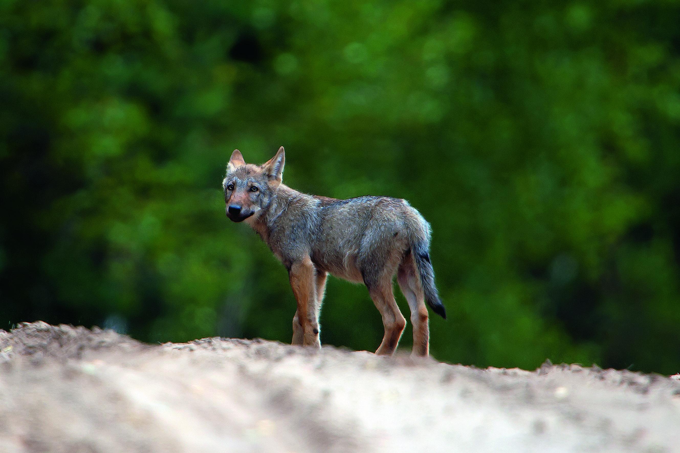 Beispielinhalt (Bild) Bildband Wölfe - Begegnungen in freier Wildbahn: Deutschlands wilde Wölfe kehren zurück - Ein einmaliges Erlebnis von Wildnis und Natur mit 190 außergewöhnlichen Fotos