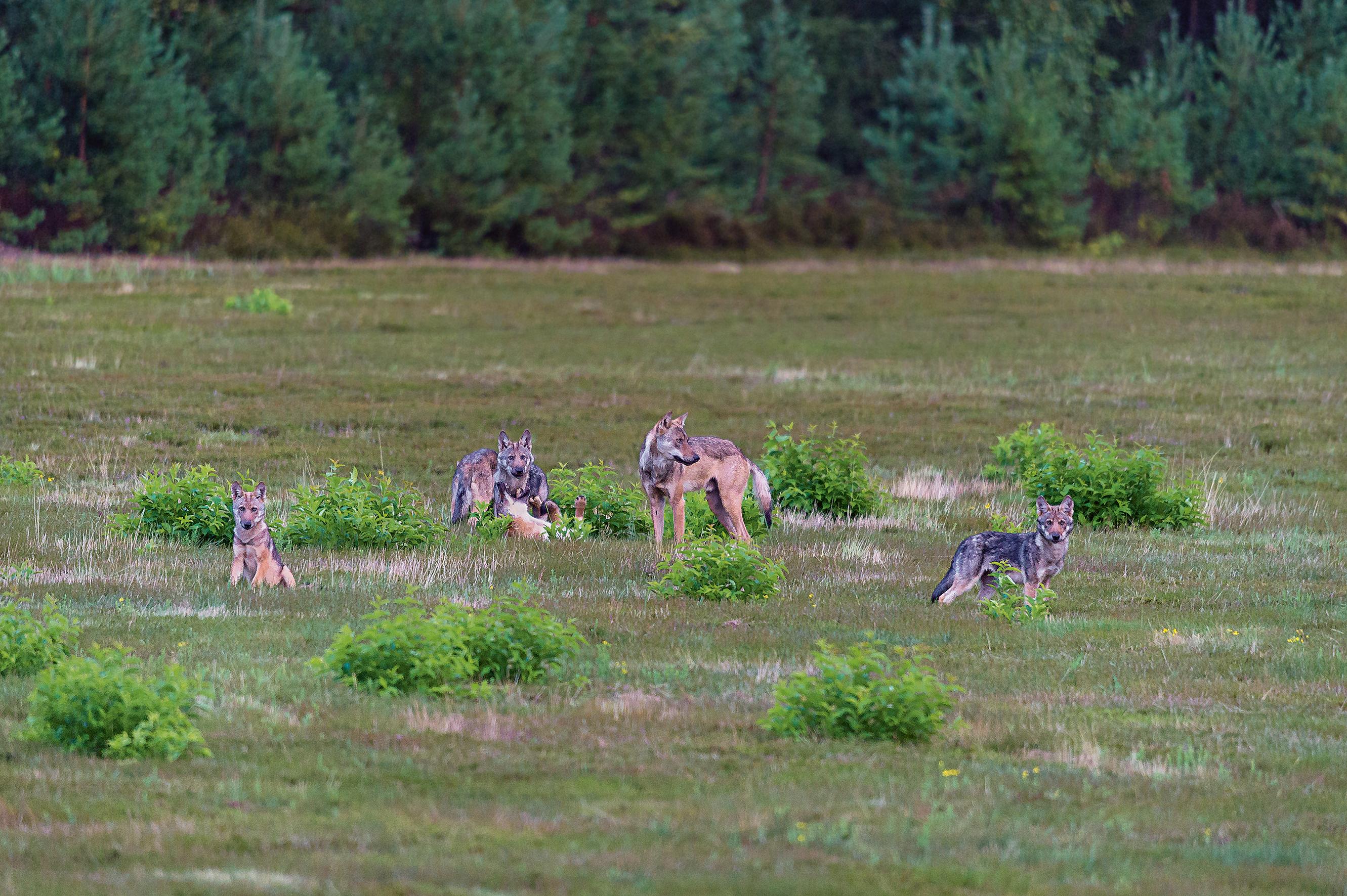 Beispielinhalt (Bild) Bildband Wölfe - Begegnungen in freier Wildbahn: Deutschlands wilde Wölfe kehren zurück - Ein einmaliges Erlebnis von Wildnis und Natur mit 190 außergewöhnlichen Fotos