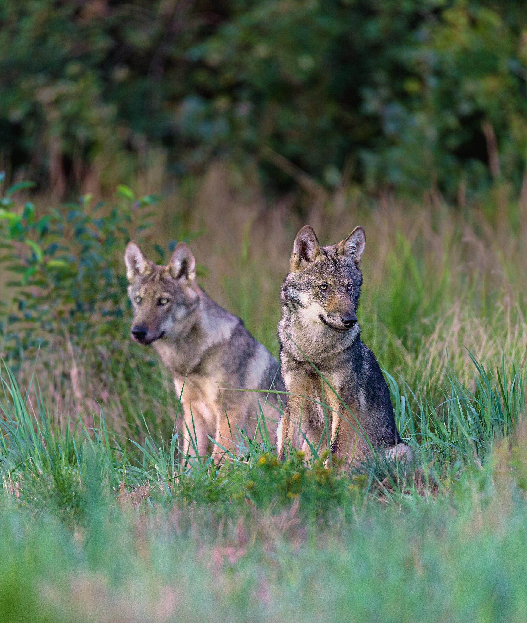 Beispielinhalt (Bild) Bildband Wölfe - Begegnungen in freier Wildbahn: Deutschlands wilde Wölfe kehren zurück - Ein einmaliges Erlebnis von Wildnis und Natur mit 190 außergewöhnlichen Fotos