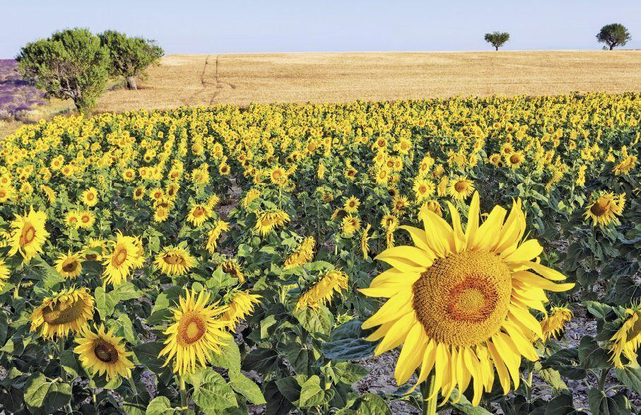 Beispielinhalt (Bild) Flair des Südens 2026