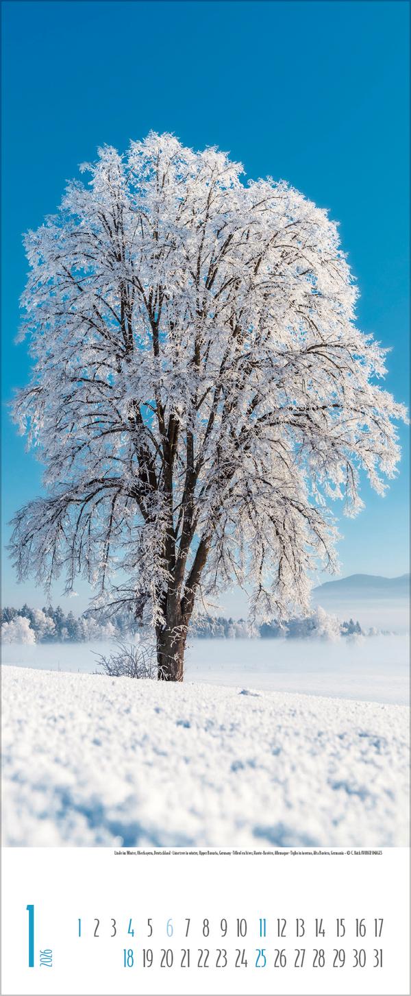Beispielinhalt (Bild) Bäume 2026