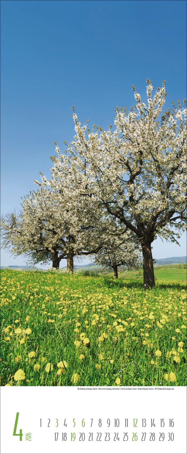 Beispielinhalt (Bild) Bäume 2026