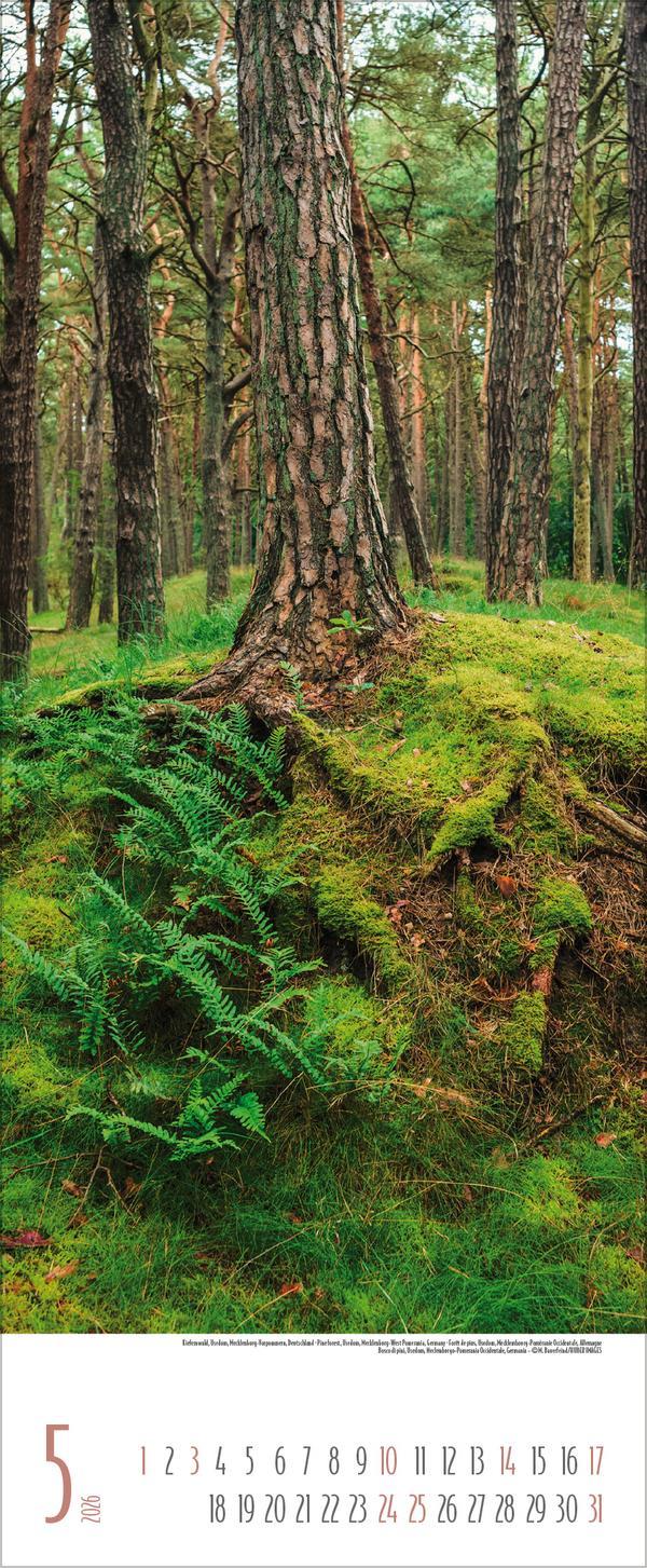 Beispielinhalt (Bild) Bäume 2026