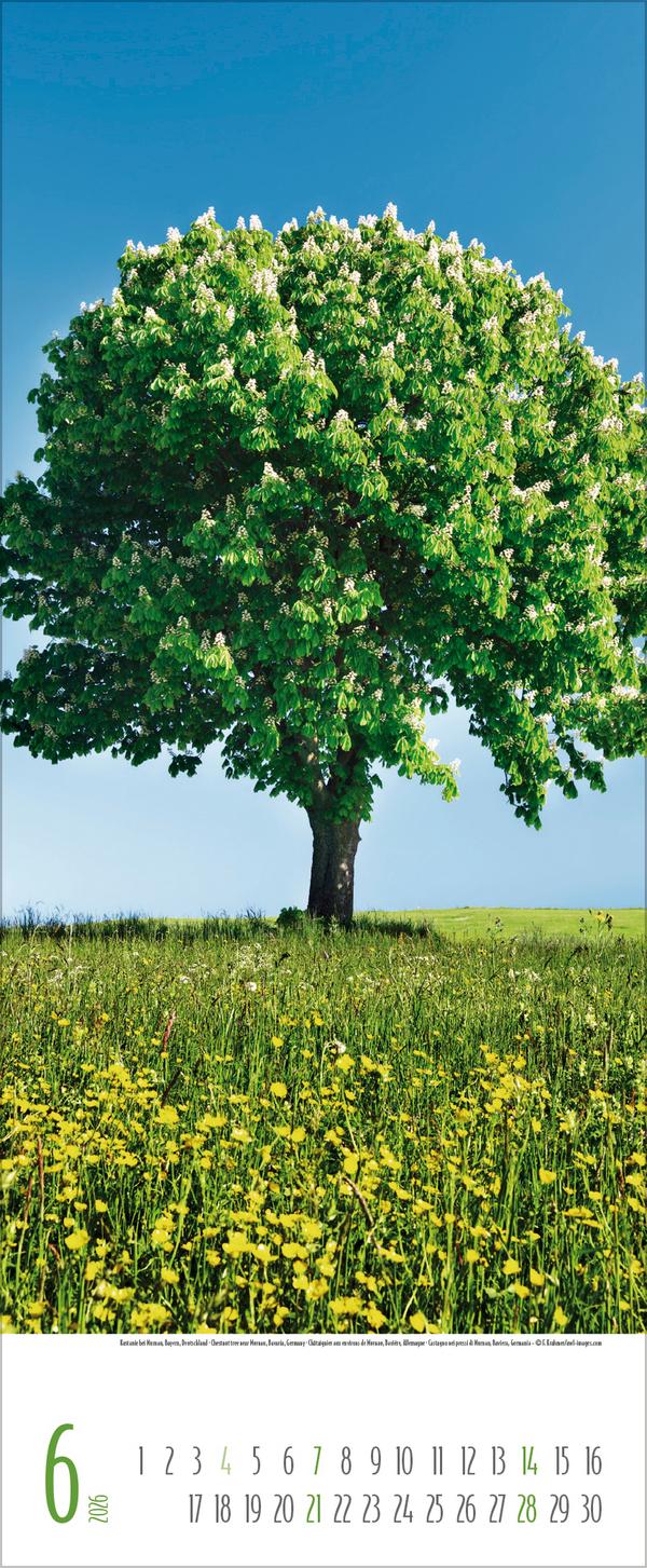 Beispielinhalt (Bild) Bäume 2026