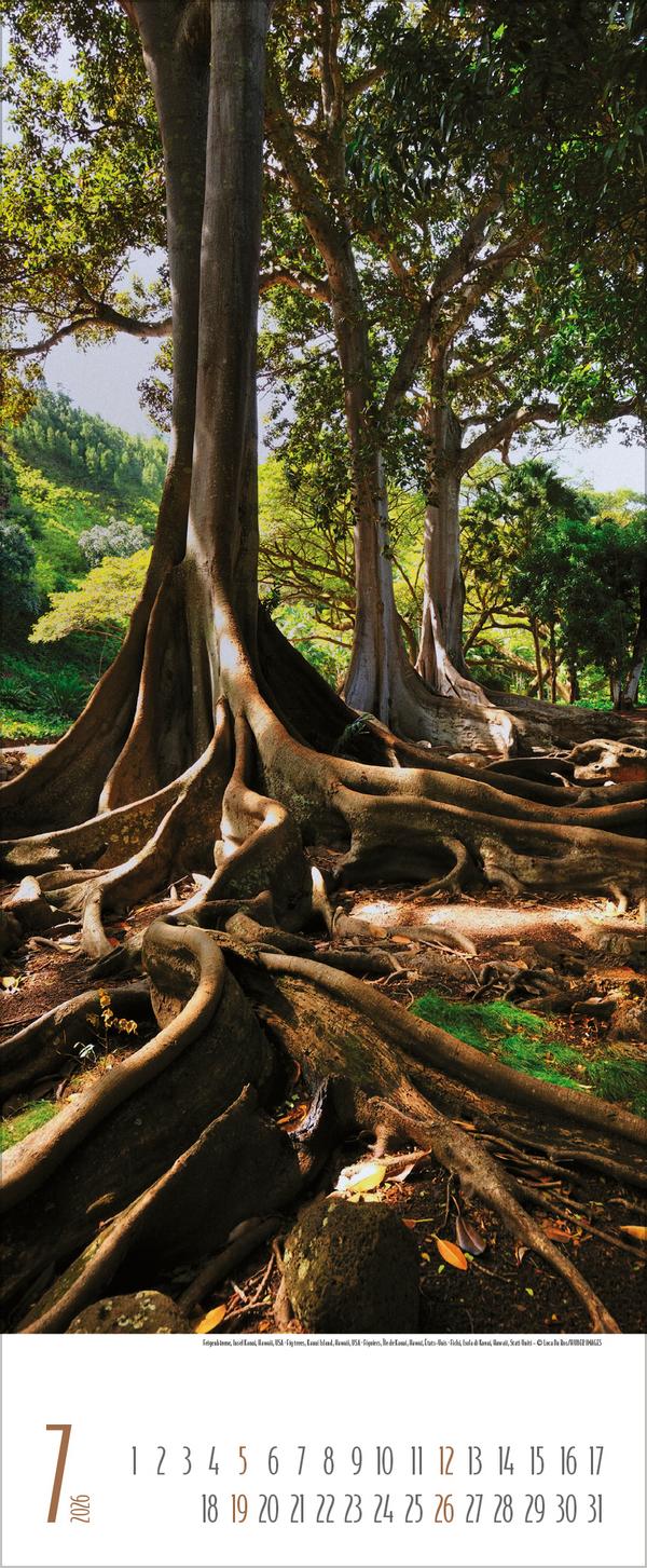 Beispielinhalt (Bild) Bäume 2026