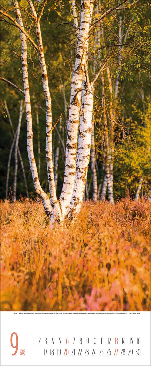 Beispielinhalt (Bild) Bäume 2026