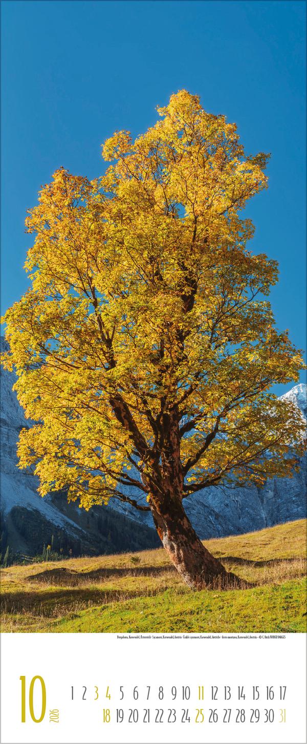 Beispielinhalt (Bild) Bäume 2026