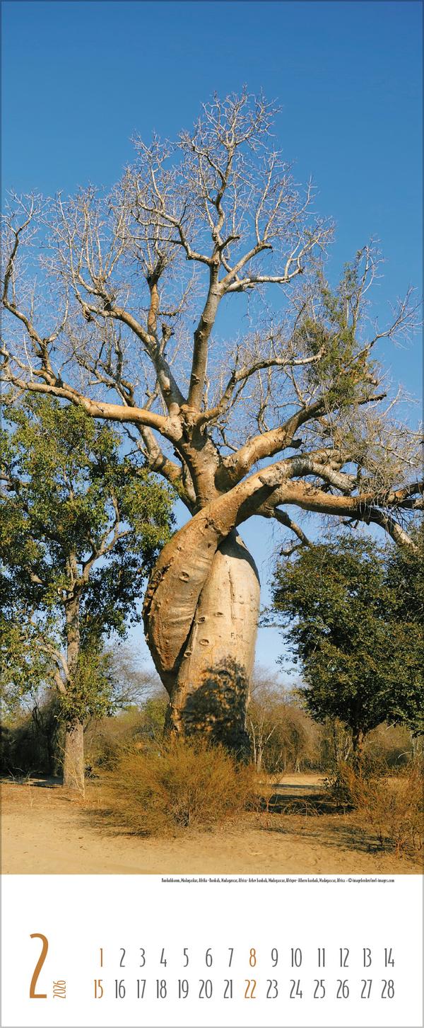 Beispielinhalt (Bild) Bäume 2026