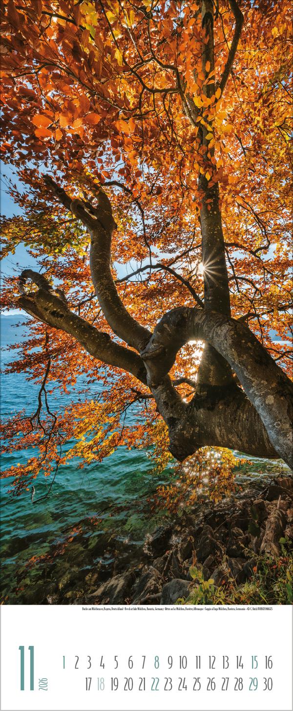 Beispielinhalt (Bild) Bäume 2026