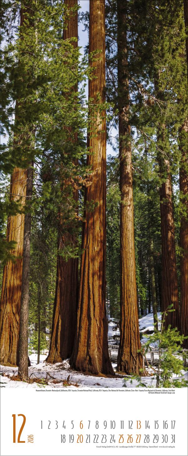 Beispielinhalt (Bild) Bäume 2026