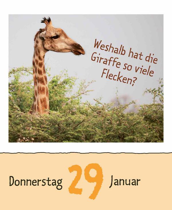 Beispielinhalt (Bild) Wie faul ist das Faultier? 2026