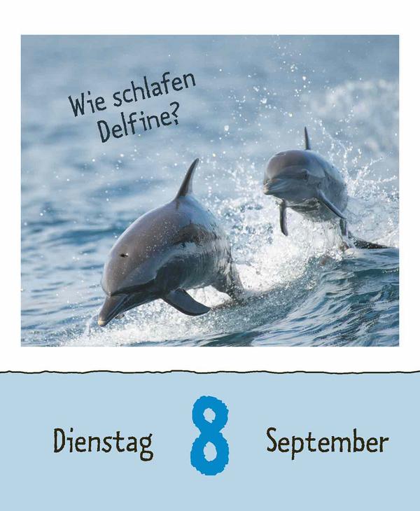 Beispielinhalt (Bild) Wie faul ist das Faultier? 2026