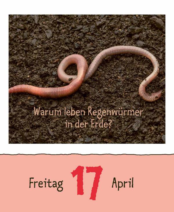 Beispielinhalt (Bild) Wie faul ist das Faultier? 2026