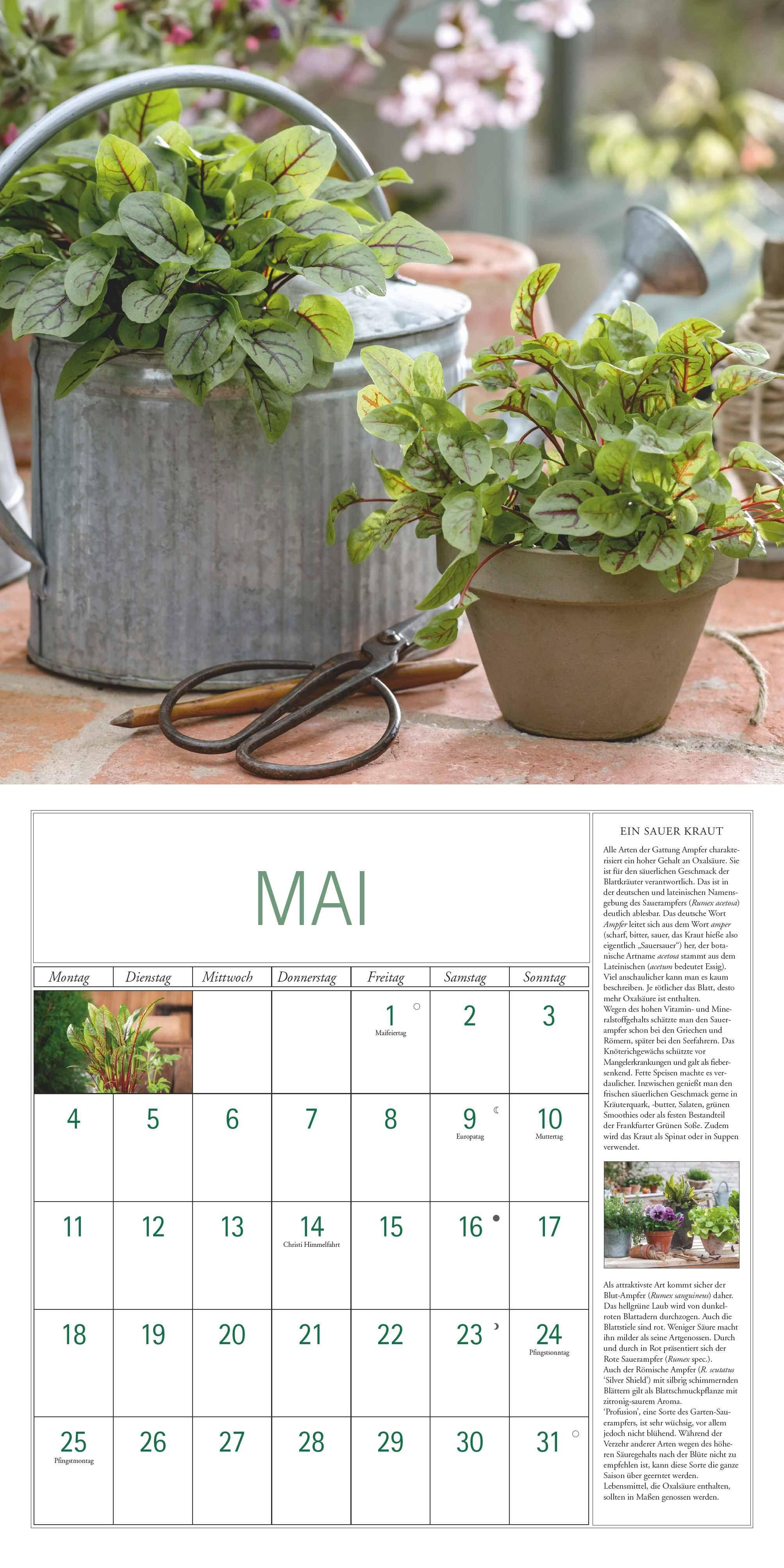 Beispielinhalt (Bild) DUMONT - DUMONTS Kräuter Kalender 2026 Broschürenkalender, 30x30cm, Wandkalender mit Texten, Rezepten und nützlichen Tipps, mit Jahresübersicht 2026 und Schulferientabelle
