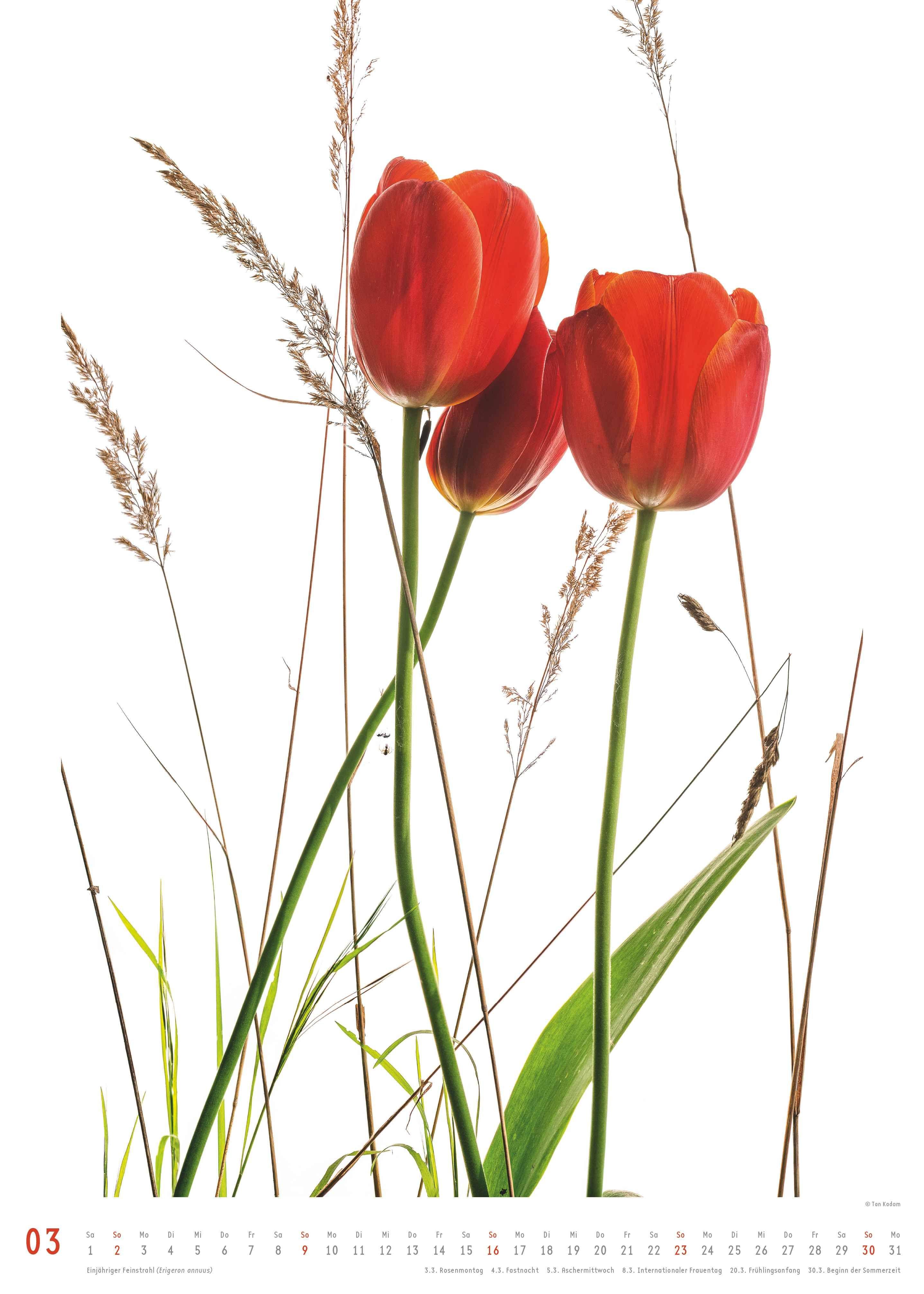 Beispielinhalt (Bild) Best of Flora 2026 - Blumen-Kalender von DUMONT- Foto-Kunst von Tan Kadam - Poster-Format 50 x 70 cm