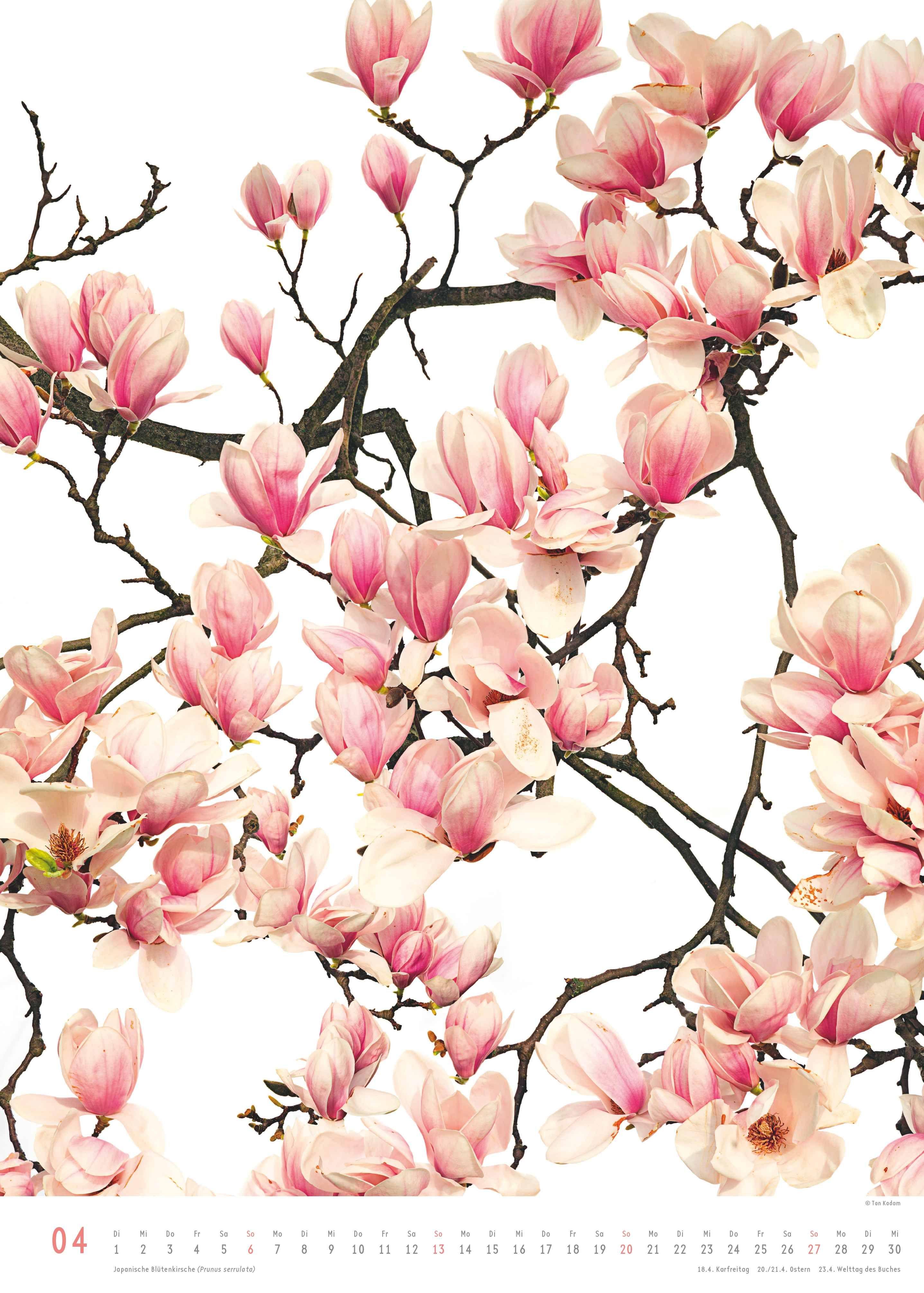 Beispielinhalt (Bild) Best of Flora 2026 - Blumen-Kalender von DUMONT- Foto-Kunst von Tan Kadam - Poster-Format 50 x 70 cm