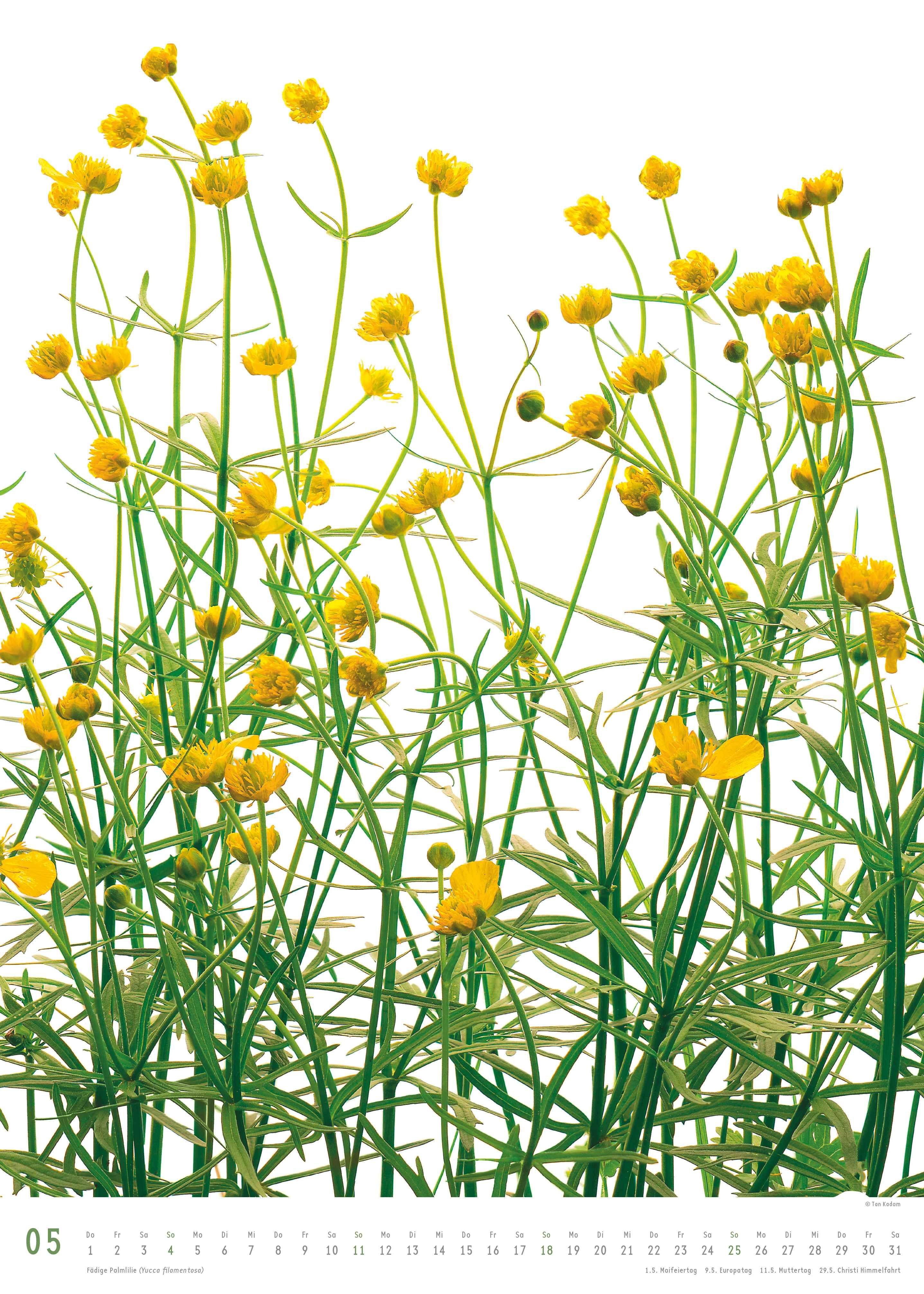 Beispielinhalt (Bild) Best of Flora 2026 - Blumen-Kalender von DUMONT- Foto-Kunst von Tan Kadam - Poster-Format 50 x 70 cm