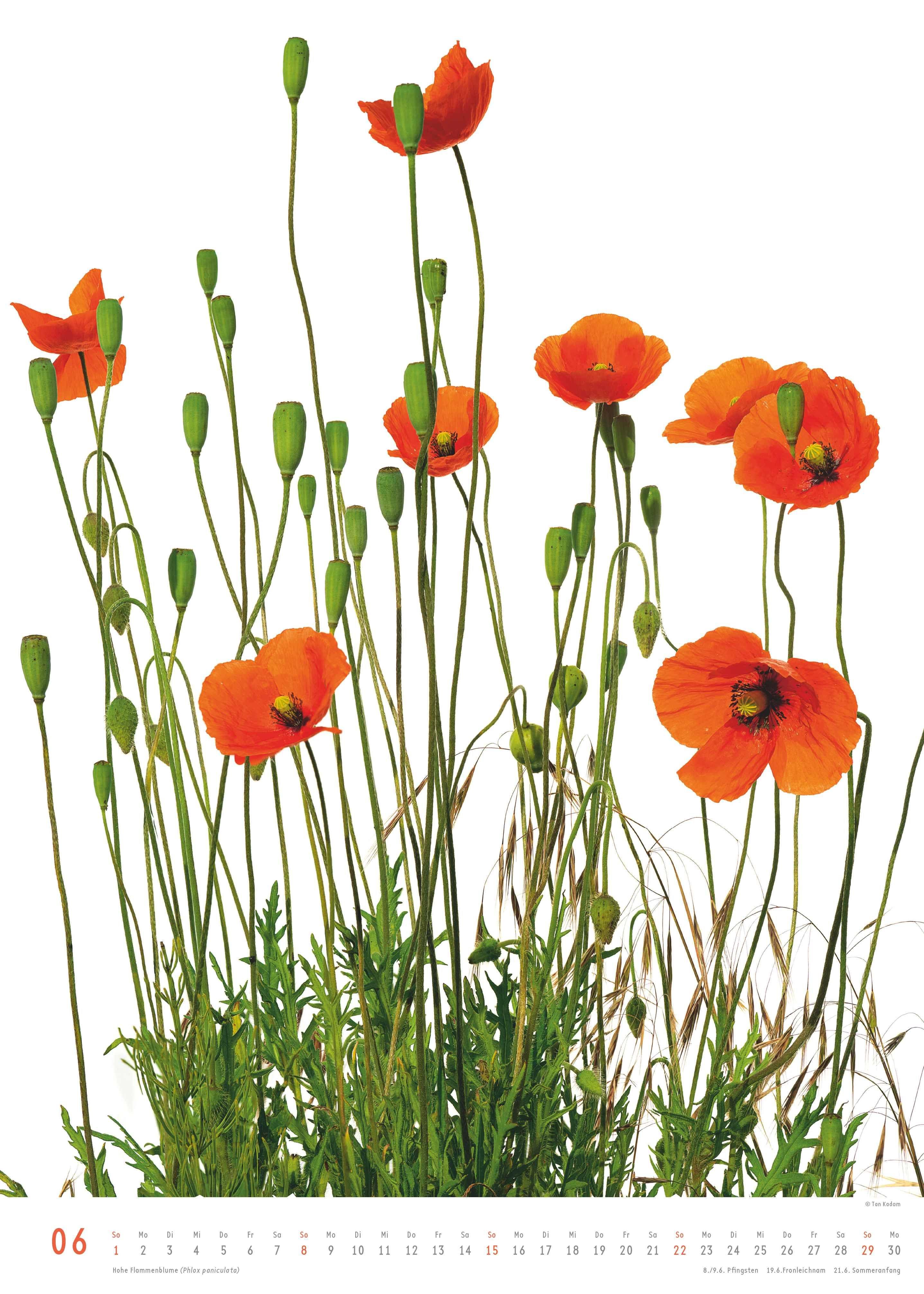 Beispielinhalt (Bild) Best of Flora 2026 - Blumen-Kalender von DUMONT- Foto-Kunst von Tan Kadam - Poster-Format 50 x 70 cm