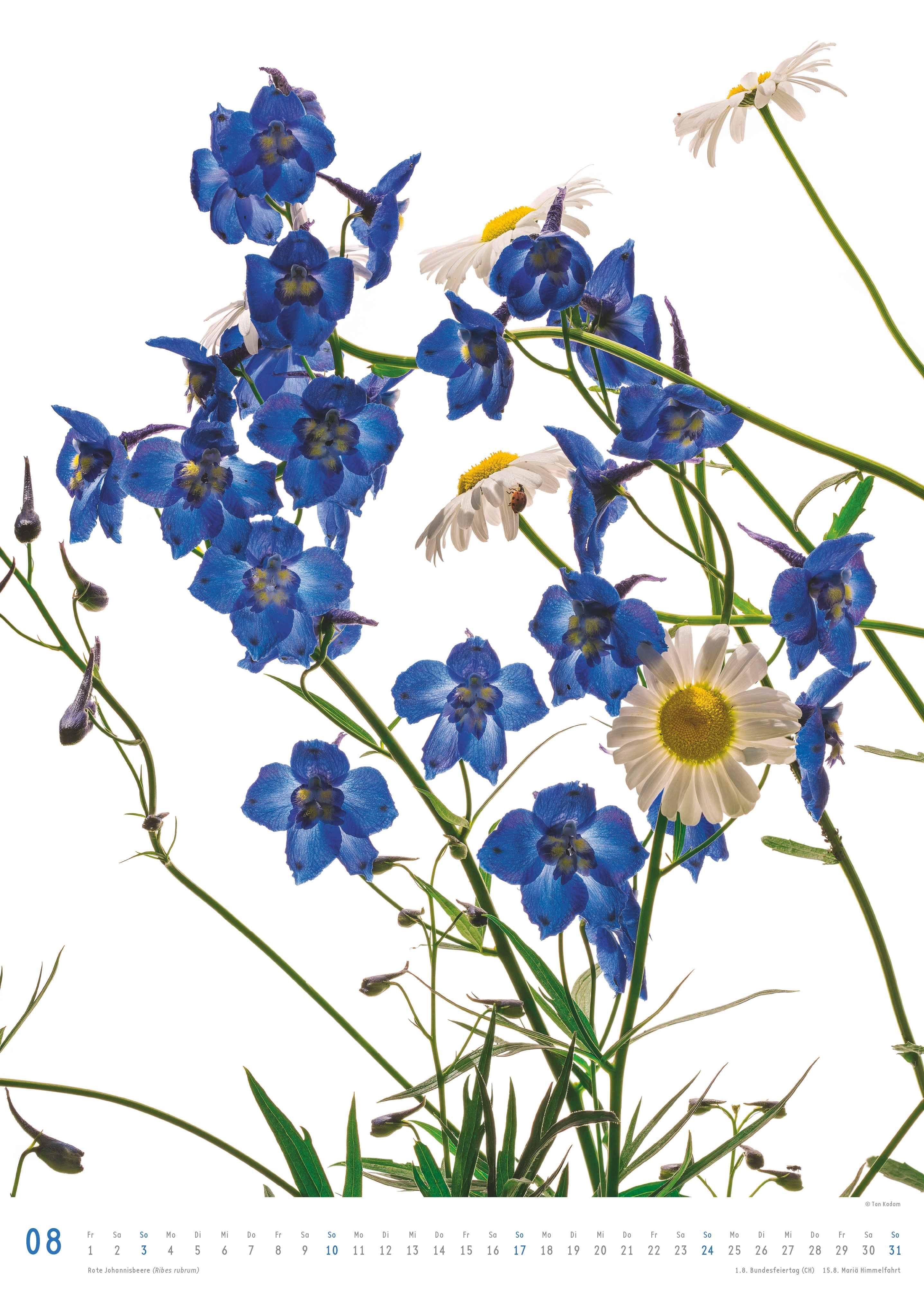 Beispielinhalt (Bild) Best of Flora 2026 - Blumen-Kalender von DUMONT- Foto-Kunst von Tan Kadam - Poster-Format 50 x 70 cm